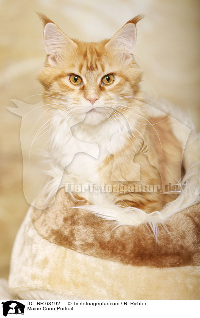 Maine Coon Portrait / Maine Coon Portrait / RR-68192