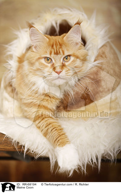 Maine Coon / Maine Coon / RR-68194