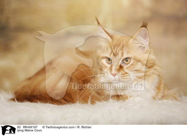 liegende Maine Coon / lying Maine Coon / RR-68197