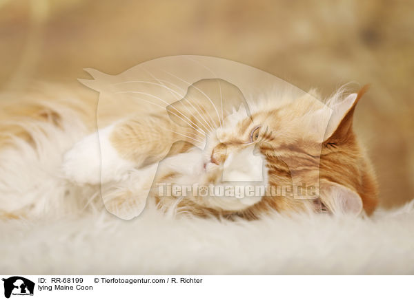 liegende Maine Coon / lying Maine Coon / RR-68199