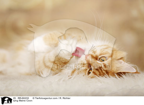 liegende Maine Coon / lying Maine Coon / RR-68200