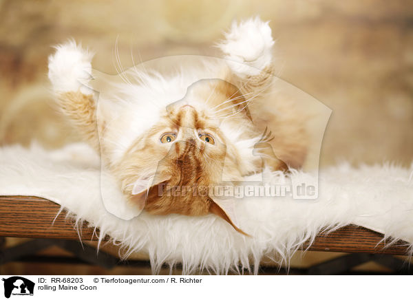 Maine Coon wlzt sich / rolling Maine Coon / RR-68203