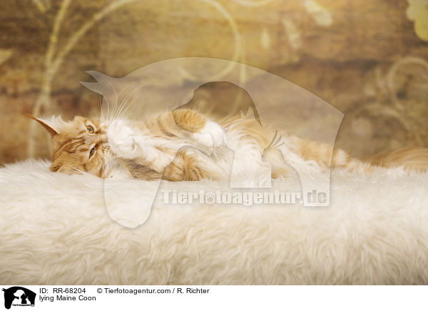 liegende Maine Coon / lying Maine Coon / RR-68204