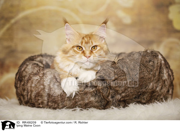 liegende Maine Coon / lying Maine Coon / RR-68209