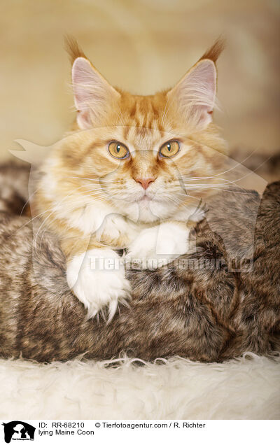 lying Maine Coon / RR-68210