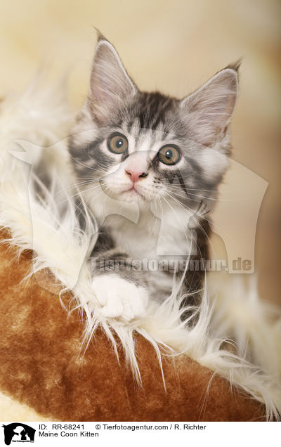 Maine Coon Ktzchen / Maine Coon Kitten / RR-68241