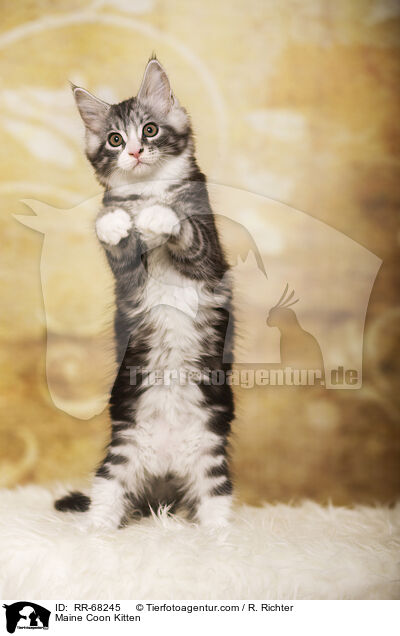 Maine Coon Ktzchen / Maine Coon Kitten / RR-68245