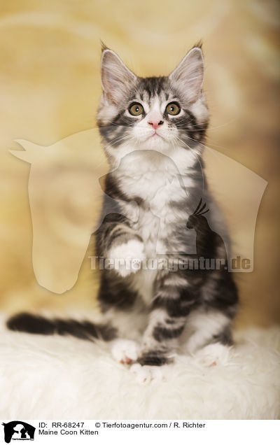 Maine Coon Ktzchen / Maine Coon Kitten / RR-68247