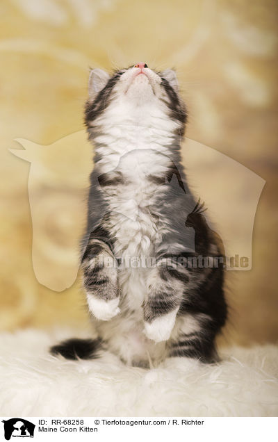 Maine Coon Ktzchen / Maine Coon Kitten / RR-68258