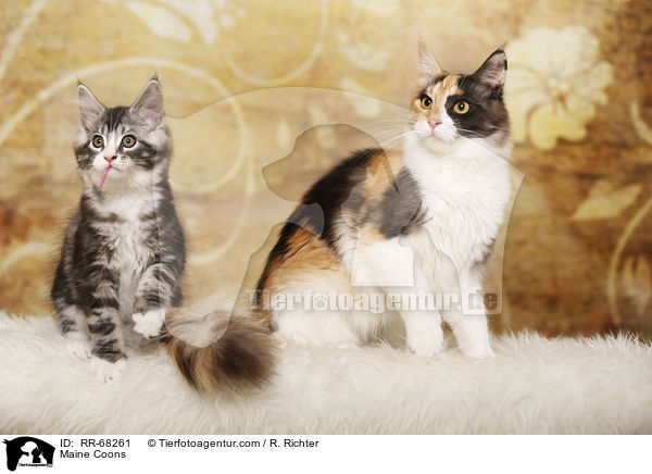 Maine Coons / Maine Coons / RR-68261