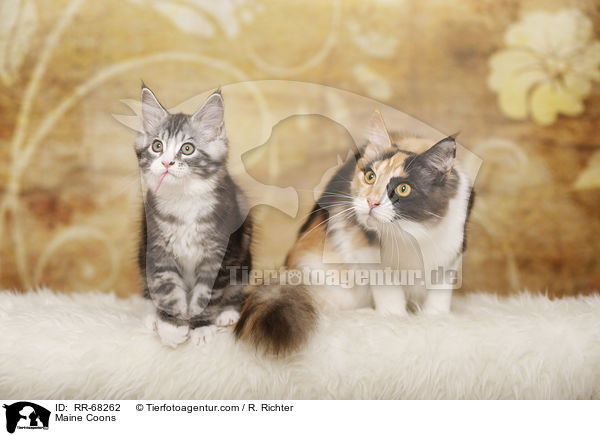 Maine Coons / Maine Coons / RR-68262