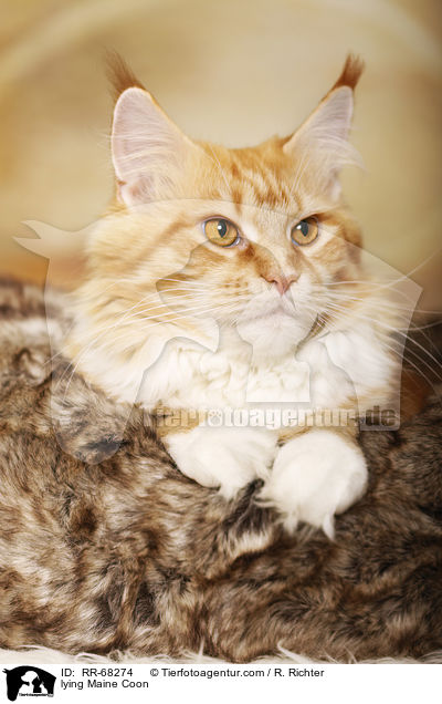 liegende Maine Coon / lying Maine Coon / RR-68274