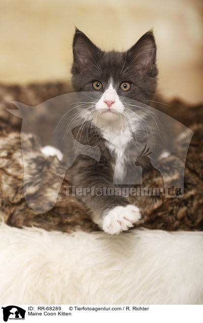 Maine Coon Ktzchen / Maine Coon Kitten / RR-68289