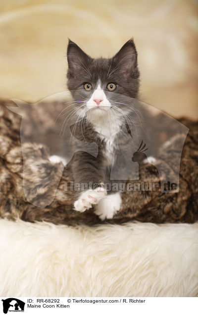 Maine Coon Ktzchen / Maine Coon Kitten / RR-68292