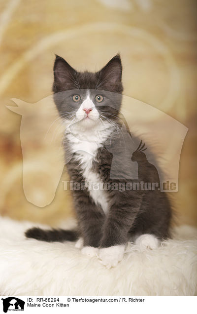 Maine Coon Kitten / RR-68294