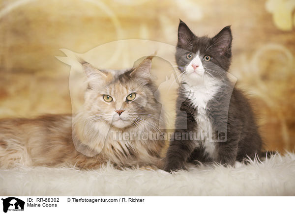 Maine Coons / Maine Coons / RR-68302