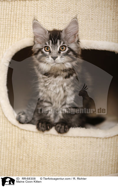 Maine Coon Kitten / RR-68308