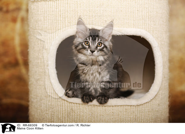 Maine Coon Ktzchen / Maine Coon Kitten / RR-68309