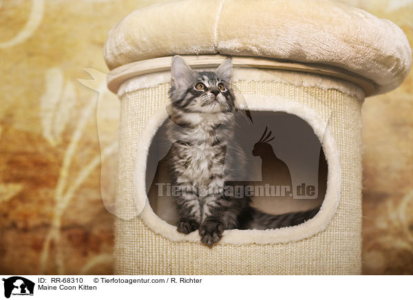 Maine Coon Ktzchen / Maine Coon Kitten / RR-68310