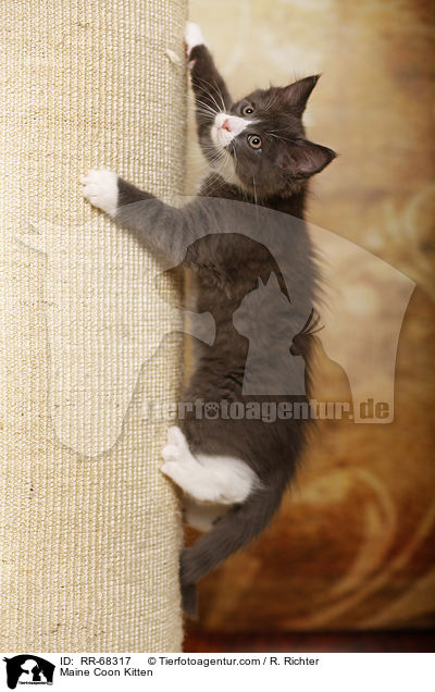 Maine Coon Ktzchen / Maine Coon Kitten / RR-68317