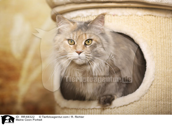 Maine Coon Portrait / Maine Coon Portrait / RR-68322