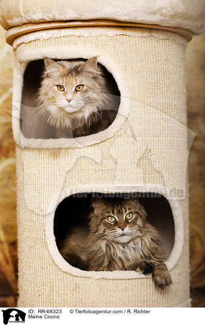 Maine Coons / Maine Coons / RR-68323