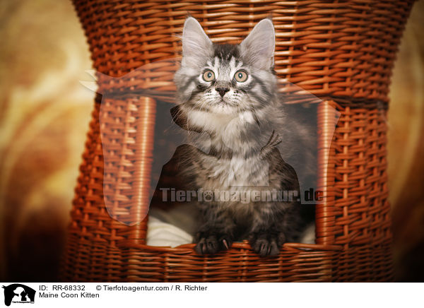 Maine Coon Ktzchen / Maine Coon Kitten / RR-68332