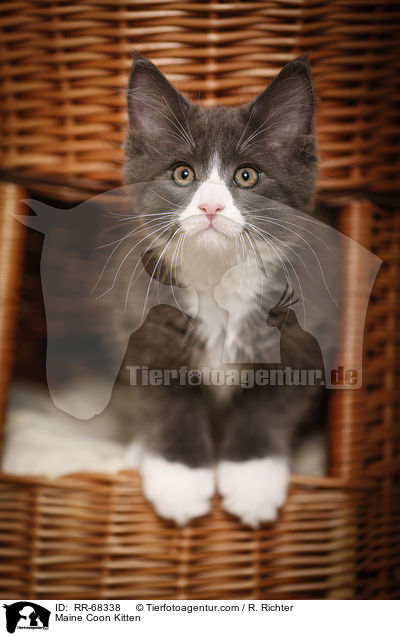 Maine Coon Ktzchen / Maine Coon Kitten / RR-68338