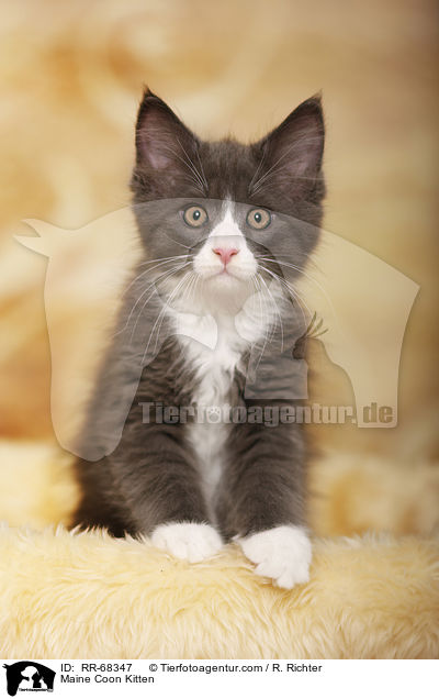 Maine Coon Ktzchen / Maine Coon Kitten / RR-68347