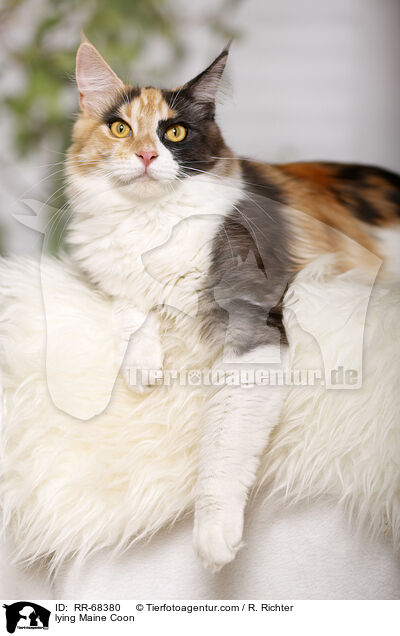 liegende Maine Coon / lying Maine Coon / RR-68380