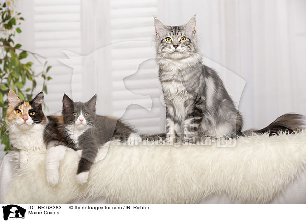 Maine Coons / Maine Coons / RR-68383