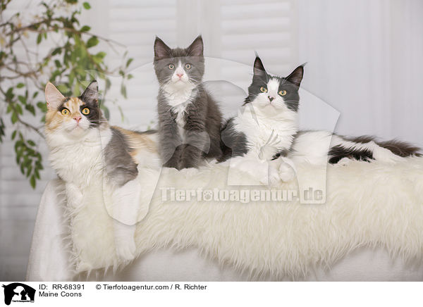 Maine Coons / Maine Coons / RR-68391