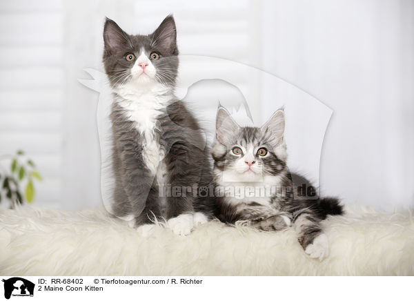 2 Maine Coon Ktzchen / 2 Maine Coon Kitten / RR-68402