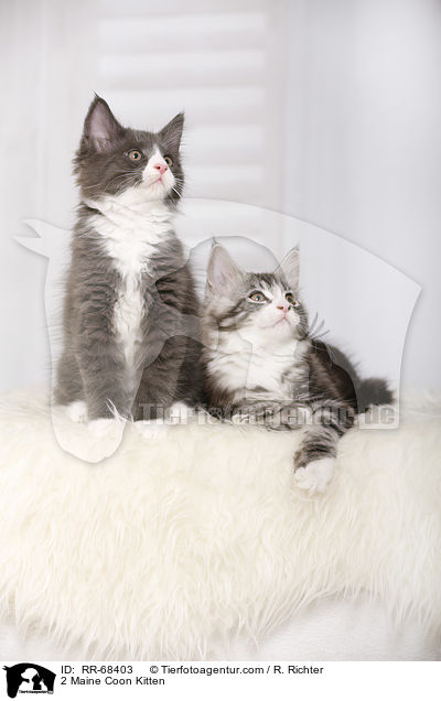 2 Maine Coon Ktzchen / 2 Maine Coon Kitten / RR-68403