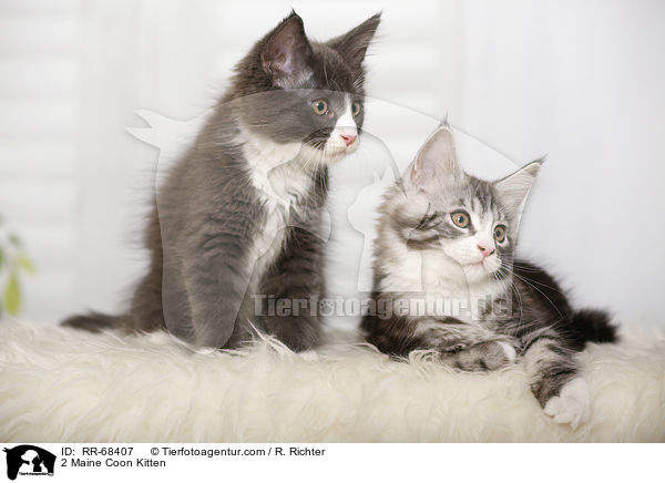 2 Maine Coon Ktzchen / 2 Maine Coon Kitten / RR-68407