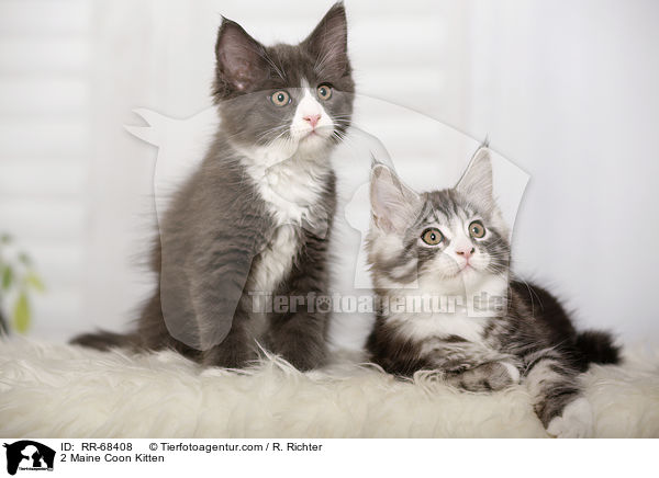 2 Maine Coon Ktzchen / 2 Maine Coon Kitten / RR-68408