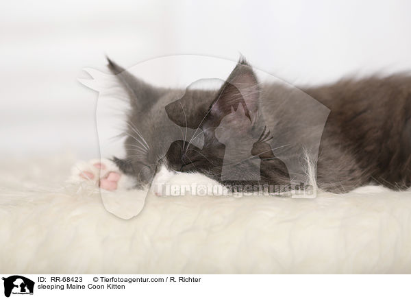 schlafendes Maine Coon Ktzchen / sleeping Maine Coon Kitten / RR-68423