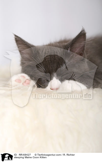 schlafendes Maine Coon Ktzchen / sleeping Maine Coon Kitten / RR-68427