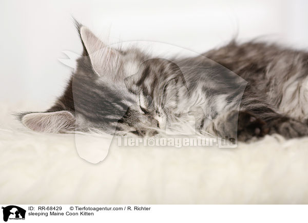 schlafendes Maine Coon Ktzchen / sleeping Maine Coon Kitten / RR-68429