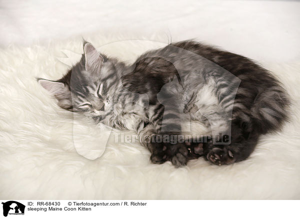 schlafendes Maine Coon Ktzchen / sleeping Maine Coon Kitten / RR-68430