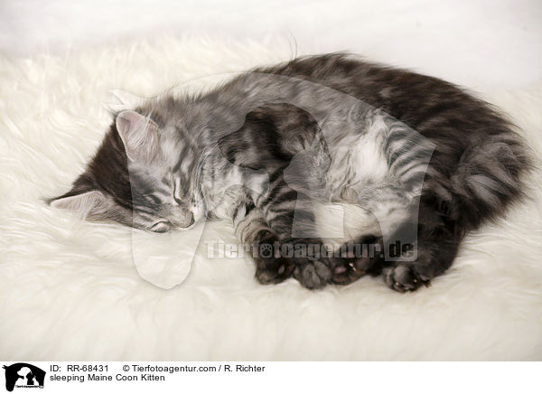 schlafendes Maine Coon Ktzchen / sleeping Maine Coon Kitten / RR-68431