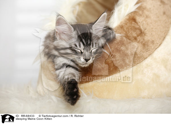 schlafendes Maine Coon Ktzchen / sleeping Maine Coon Kitten / RR-68433