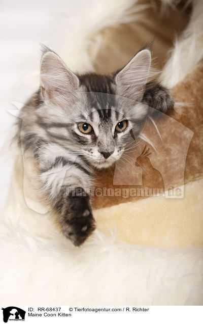 Maine Coon Ktzchen / Maine Coon Kitten / RR-68437