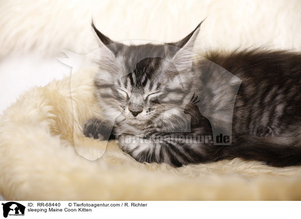 schlafendes Maine Coon Ktzchen / sleeping Maine Coon Kitten / RR-68440