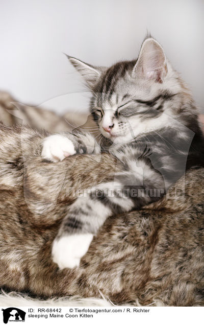 schlafendes Maine Coon Ktzchen / sleeping Maine Coon Kitten / RR-68442