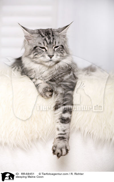 sleeping Maine Coon / RR-68451