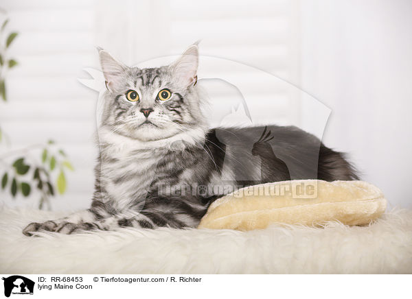 liegende Maine Coon / lying Maine Coon / RR-68453