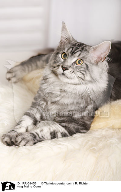 liegende Maine Coon / lying Maine Coon / RR-68459