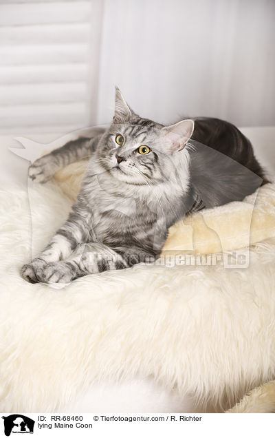 liegende Maine Coon / lying Maine Coon / RR-68460