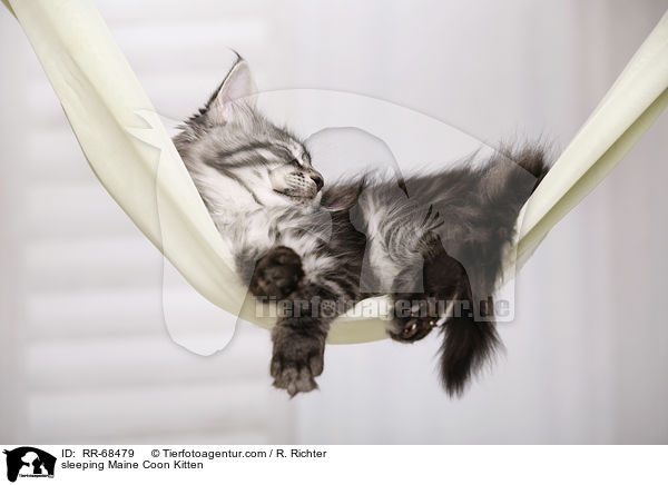 schlafendes Maine Coon Ktzchen / sleeping Maine Coon Kitten / RR-68479